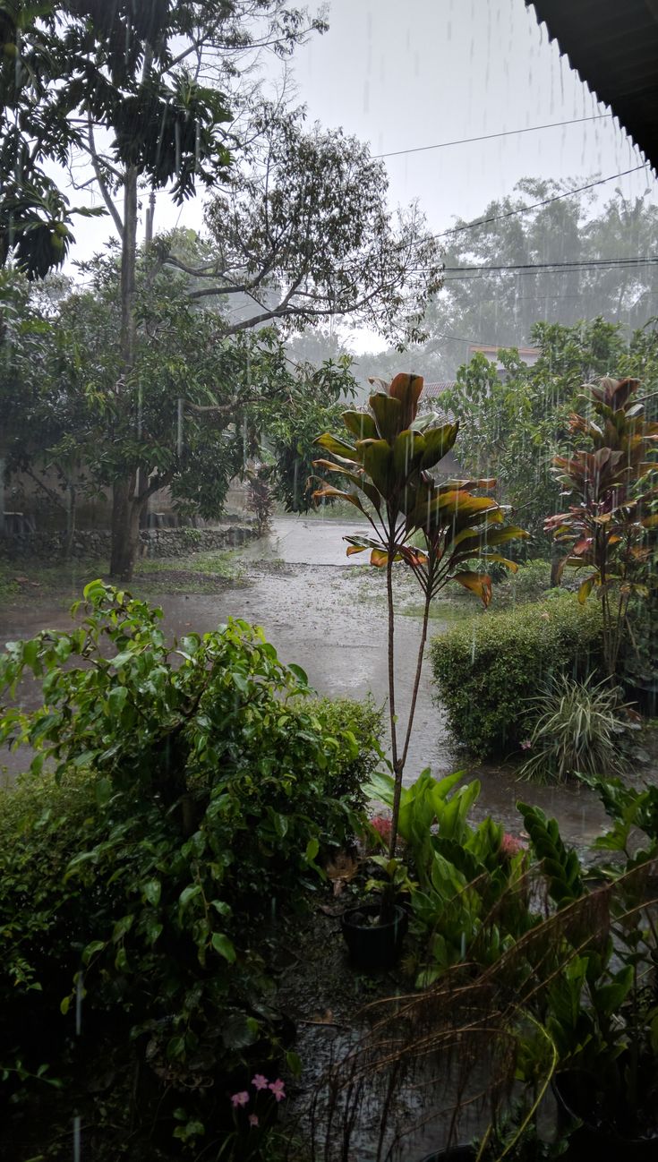 Rain falling over a lush green garden in Nigeria during the wet season