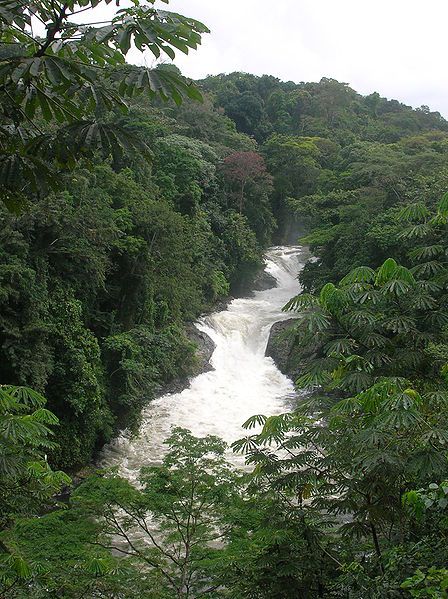 Nigerian rainforest, dense tropical vegetation